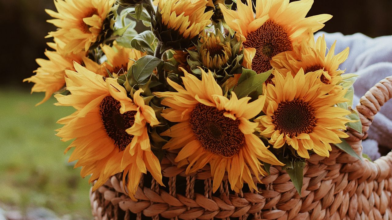 Wallpaper sunflower, flowers, basket, bouquet