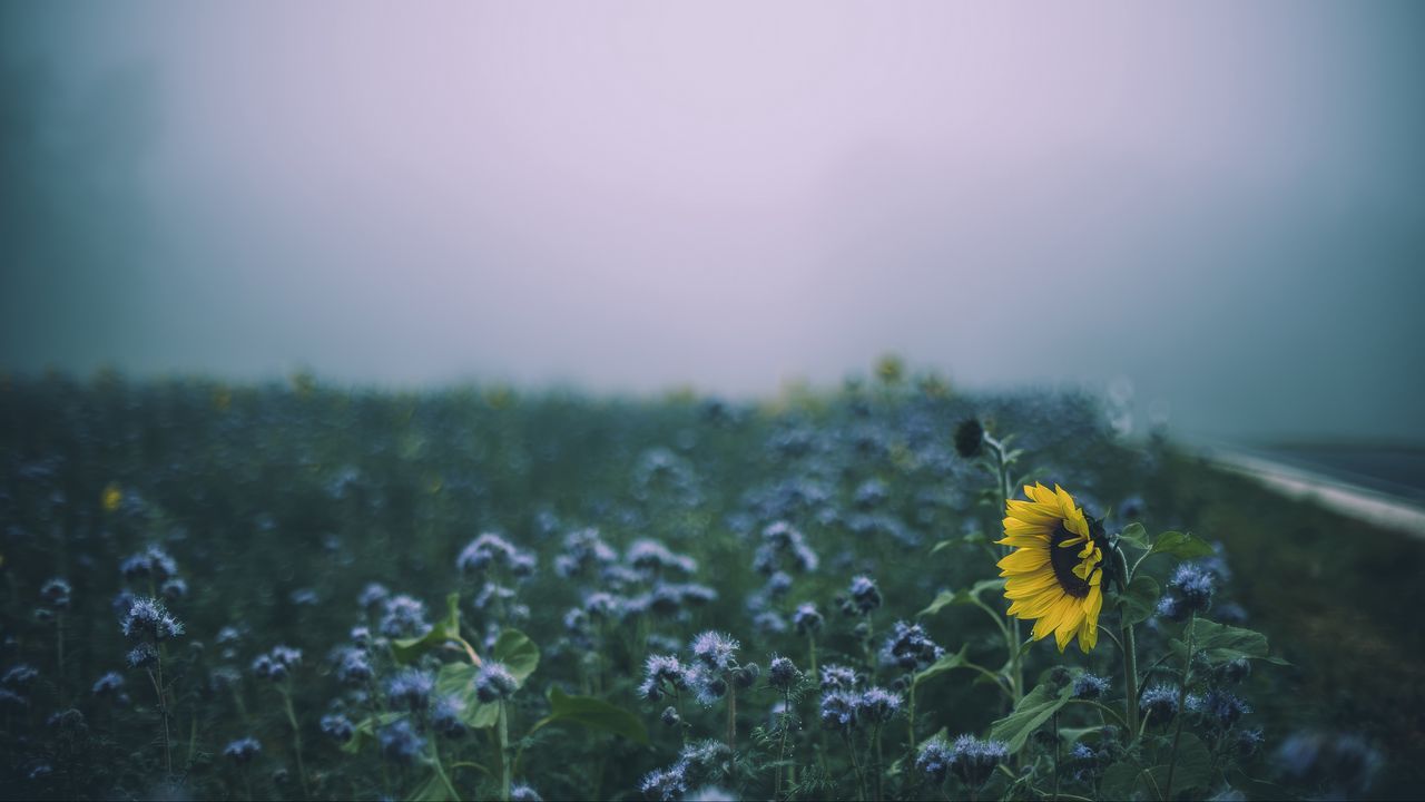 Wallpaper sunflower, flowers, field, blur