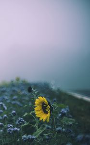 Preview wallpaper sunflower, flowers, field, blur