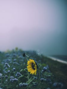 Preview wallpaper sunflower, flowers, field, blur