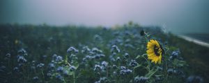 Preview wallpaper sunflower, flowers, field, blur