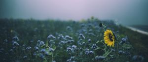 Preview wallpaper sunflower, flowers, field, blur