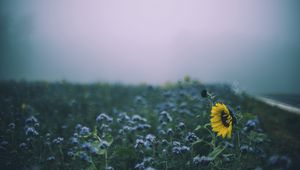 Preview wallpaper sunflower, flowers, field, blur