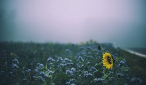 Preview wallpaper sunflower, flowers, field, blur