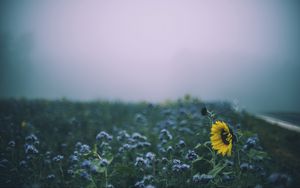 Preview wallpaper sunflower, flowers, field, blur