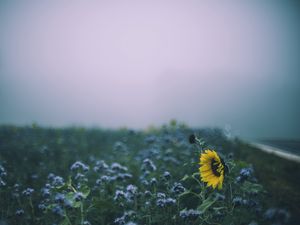 Preview wallpaper sunflower, flowers, field, blur