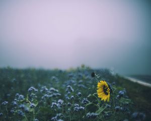 Preview wallpaper sunflower, flowers, field, blur