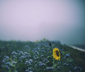 Preview wallpaper sunflower, flowers, field, blur