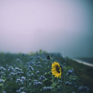 Preview wallpaper sunflower, flowers, field, blur