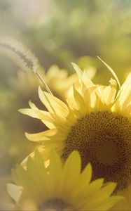 Preview wallpaper sunflower, flowers, macro, yellow