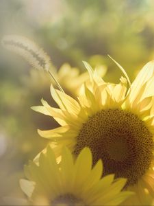 Preview wallpaper sunflower, flowers, macro, yellow