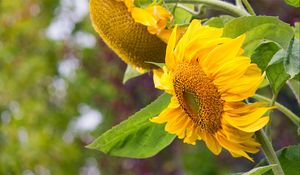 Preview wallpaper sunflower, flowers, petals