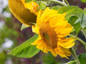 Preview wallpaper sunflower, flowers, petals