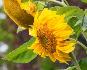 Preview wallpaper sunflower, flowers, petals