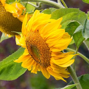 Preview wallpaper sunflower, flowers, petals