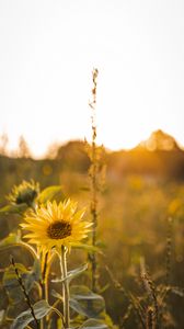 Preview wallpaper sunflower, flowers, petals, yellow, rays
