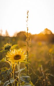 Preview wallpaper sunflower, flowers, petals, yellow, rays