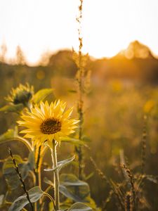 Preview wallpaper sunflower, flowers, petals, yellow, rays
