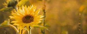 Preview wallpaper sunflower, flowers, petals, yellow, rays