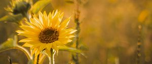 Preview wallpaper sunflower, flowers, petals, yellow, rays