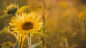 Preview wallpaper sunflower, flowers, petals, yellow, rays