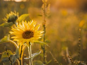 Preview wallpaper sunflower, flowers, petals, yellow, rays