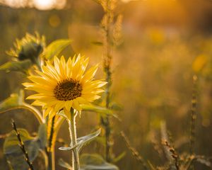 Preview wallpaper sunflower, flowers, petals, yellow, rays