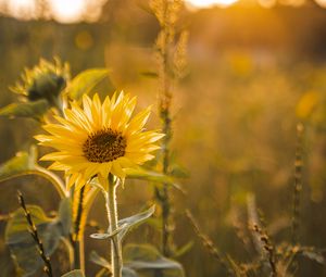 Preview wallpaper sunflower, flowers, petals, yellow, rays