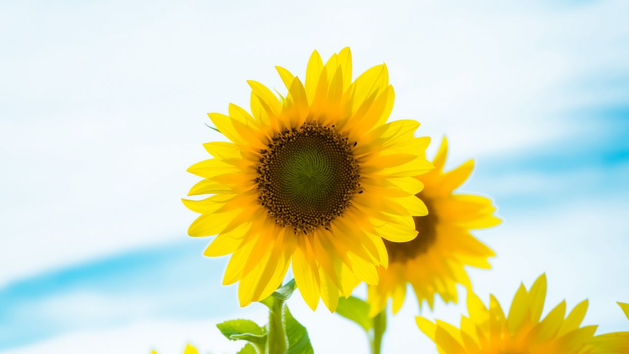 Wallpaper sunflower, flowers, petals, yellow, field