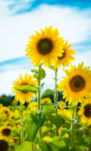 Preview wallpaper sunflower, flowers, petals, yellow, field