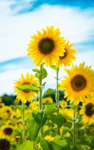 Preview wallpaper sunflower, flowers, petals, yellow, field