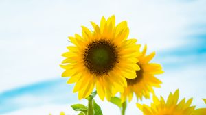 Preview wallpaper sunflower, flowers, petals, yellow, field