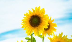 Preview wallpaper sunflower, flowers, petals, yellow, field