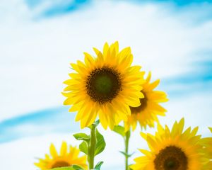 Preview wallpaper sunflower, flowers, petals, yellow, field