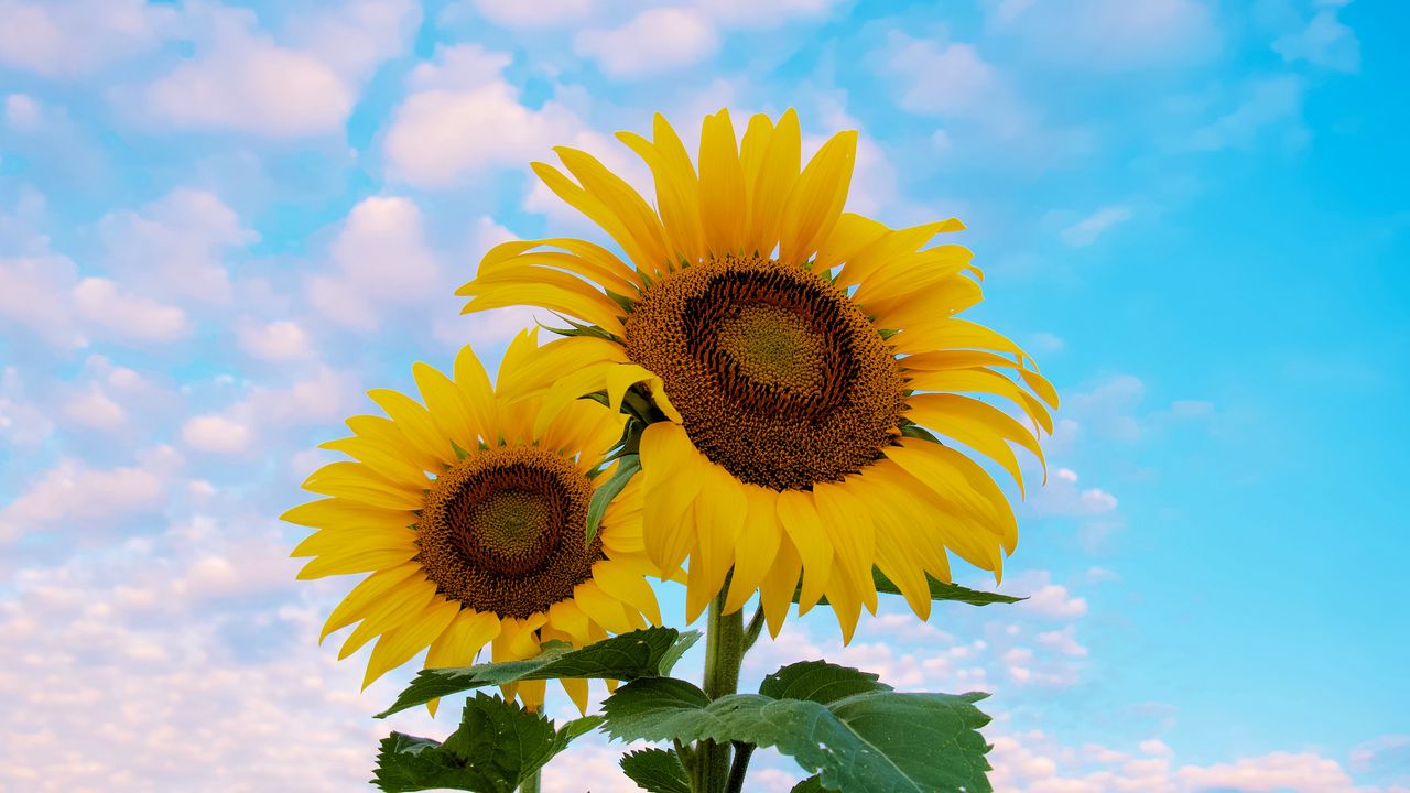 Wallpaper sunflower, flowers, petals, yellow, sky