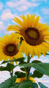 Preview wallpaper sunflower, flowers, petals, yellow, sky