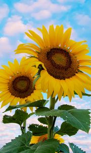 Preview wallpaper sunflower, flowers, petals, yellow, sky