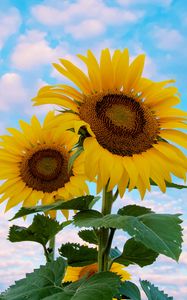 Preview wallpaper sunflower, flowers, petals, yellow, sky