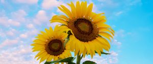 Preview wallpaper sunflower, flowers, petals, yellow, sky