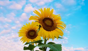 Preview wallpaper sunflower, flowers, petals, yellow, sky