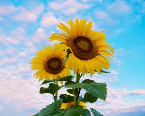 Preview wallpaper sunflower, flowers, petals, yellow, sky