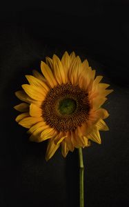 Preview wallpaper sunflower, flowers, petals, yellow, bloom