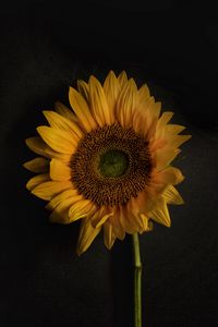 Preview wallpaper sunflower, flowers, petals, yellow, bloom