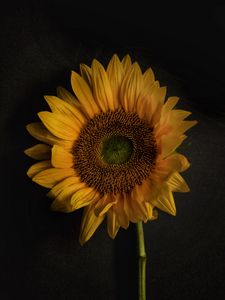 Preview wallpaper sunflower, flowers, petals, yellow, bloom