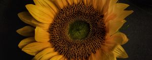 Preview wallpaper sunflower, flowers, petals, yellow, bloom