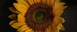 Preview wallpaper sunflower, flowers, petals, yellow, bloom