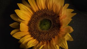 Preview wallpaper sunflower, flowers, petals, yellow, bloom