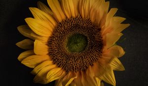 Preview wallpaper sunflower, flowers, petals, yellow, bloom