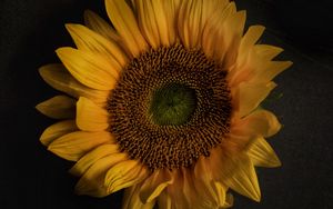 Preview wallpaper sunflower, flowers, petals, yellow, bloom