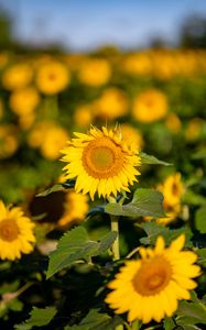 Preview wallpaper sunflower, flowers, petals, macro, yellow